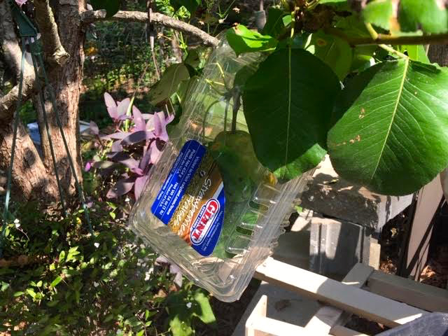 I’m using a clam shell around one of the two pears hoping I will enjoy it. (Photo by Charlotte Ekker Wiggins)