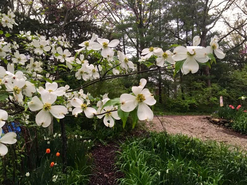 Here is the same dogwood earlier this spring. (Photo by Charlotte Ekker Wiggins)