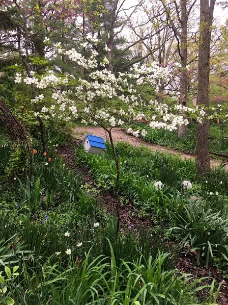 Here’s the same dogwood tree nicely mulched in spring. (Photo by Charlotte Ekker Wiggins)