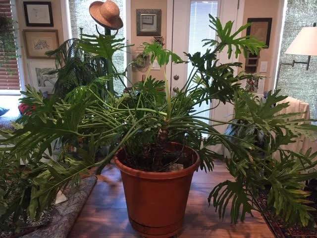 This fiddle leaf fig has spent the last year or so in my basement. (Photo by Charlotte Ekker Wiggins)