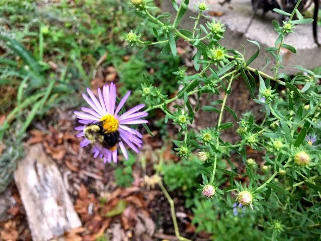 Bumblebee on New England Asters are one of the many food pollinators. (Photo by Charlotte Ekker Wiggins)