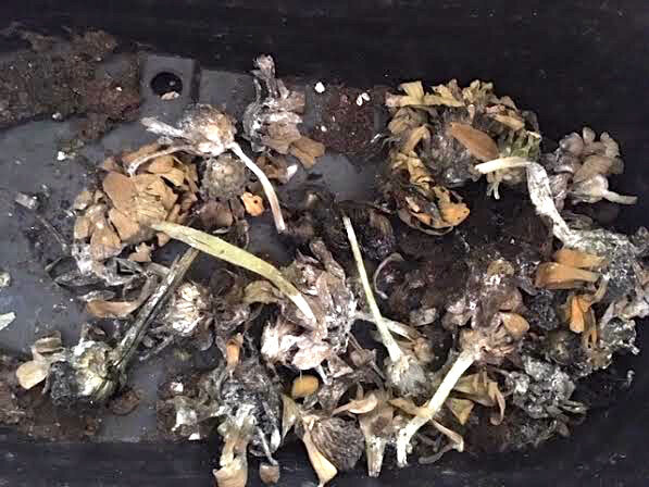 These zinnia seeds rotted instead of drying out for next year planting. (Photo by Charlotte Ekker Wiggins)