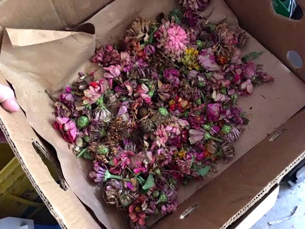 This is a new stash of zinnia seed heads getting dried in a brown box. (Photo by Charlotte Ekker Wiggins)