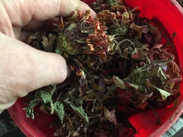 I save the flower seed heads intact, takes too much time to separate them. (Photo by Charlotte Ekker Wiggins)