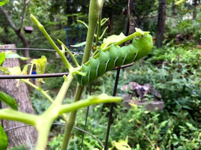 My one tobacco hornworm this year, hopefully eating hearty. (Photo by Charlotte Ekker Wiggins)