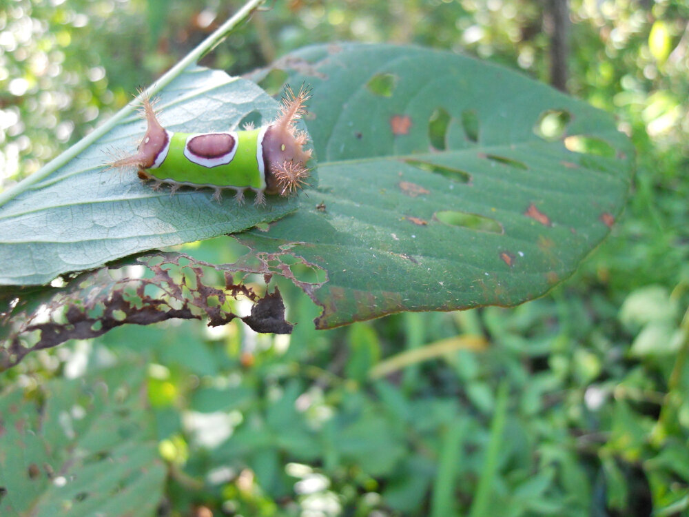 This was my first meeting with a stinging saddleback caterpillar. (Photo by Charlotte Ekker Wiggins)
