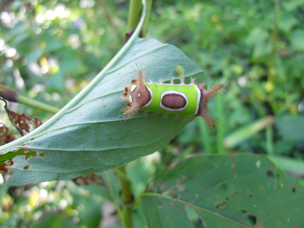 Another look at a saddleback caterpillar in my garden. (Photo by Charlotte Ekker Wiggins)