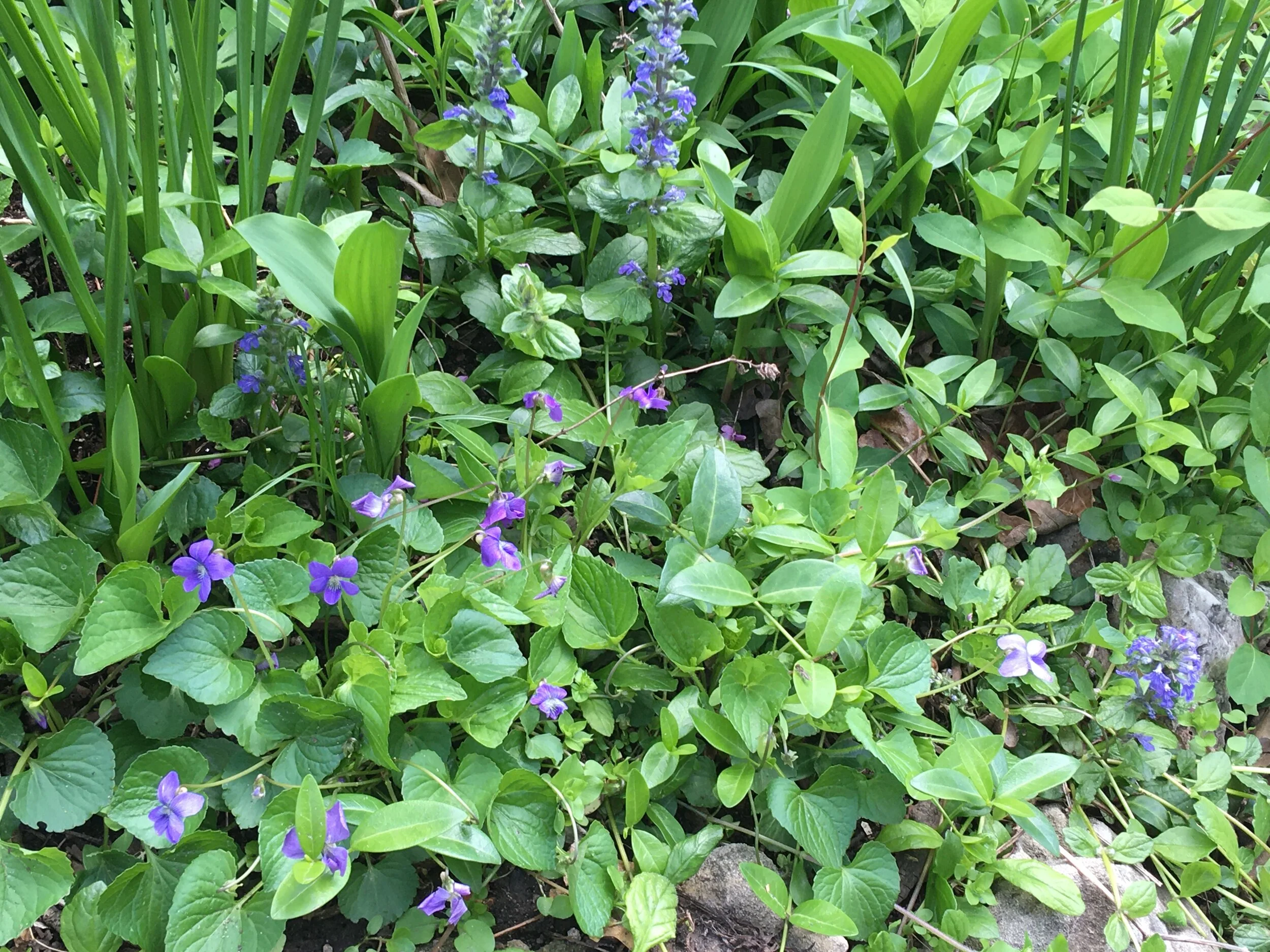Missouri's Wild Violets — Gardening Charlotte