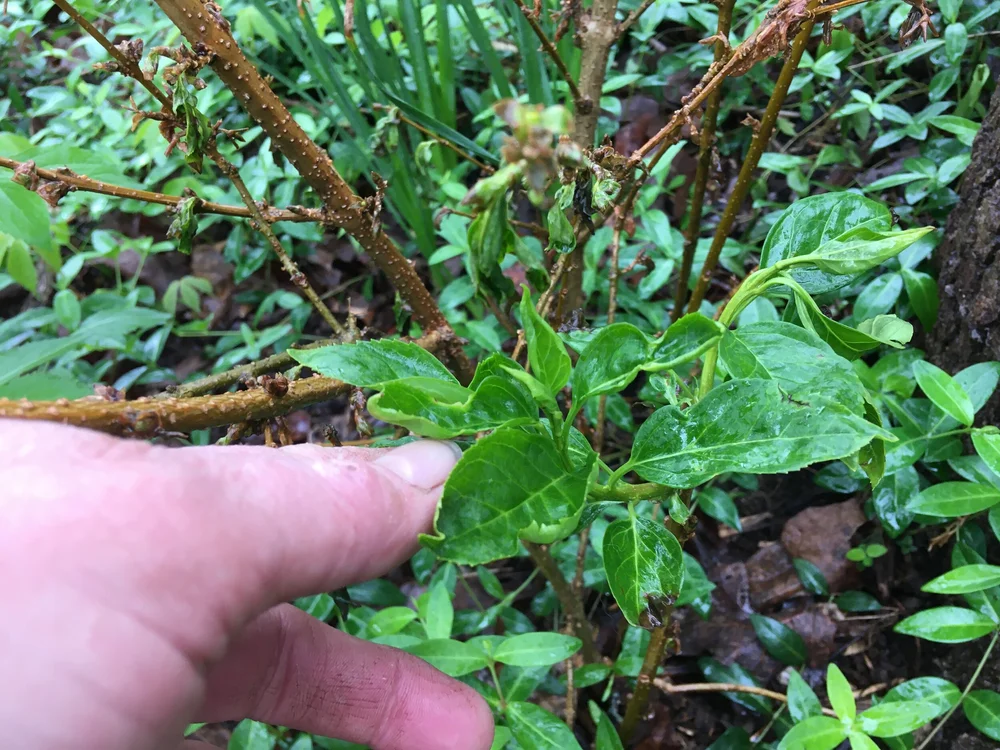 Forsythia Starts — Gardening Charlotte