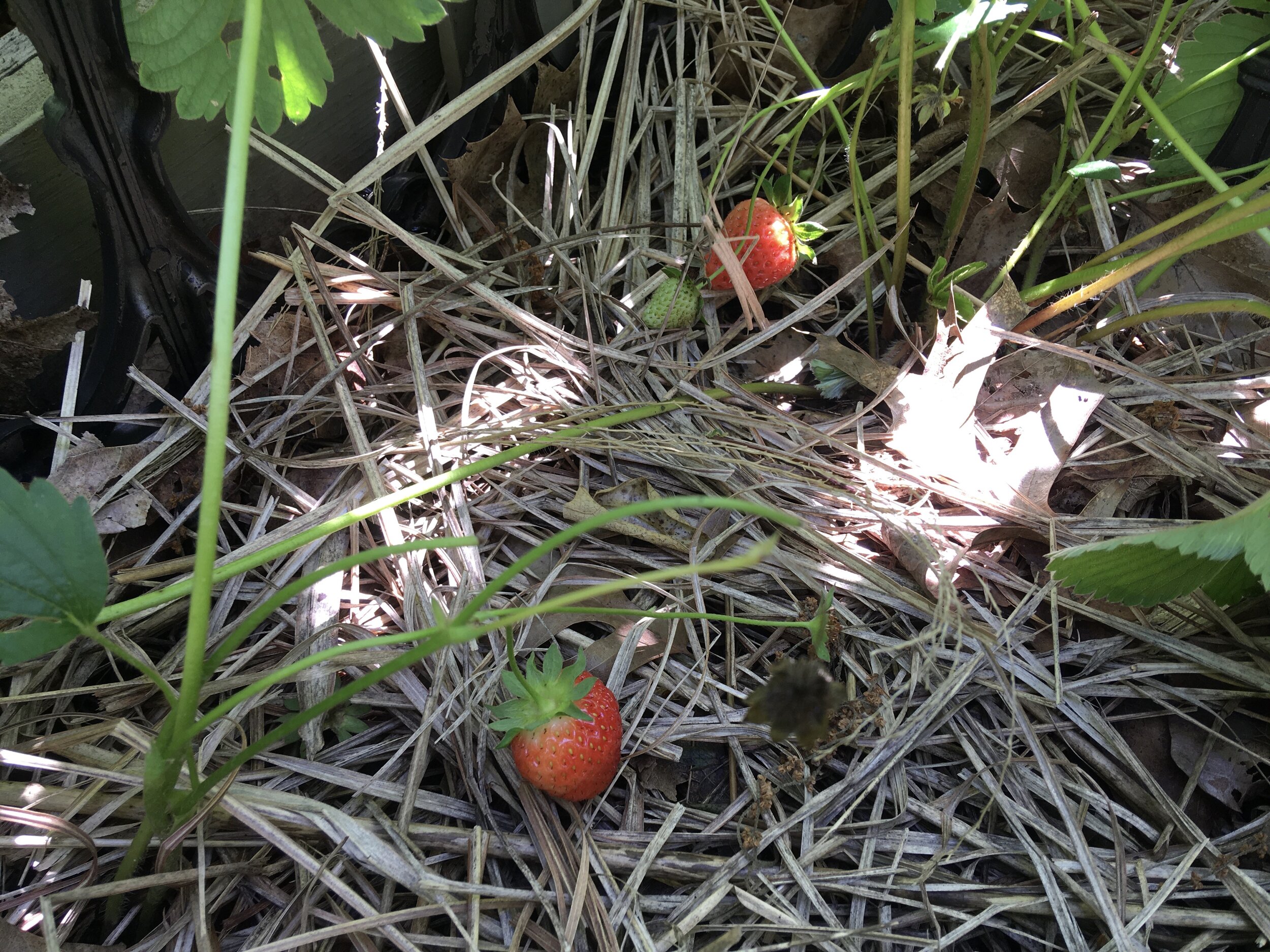 Pros And Cons Of Growing Everbearing Strawberries  