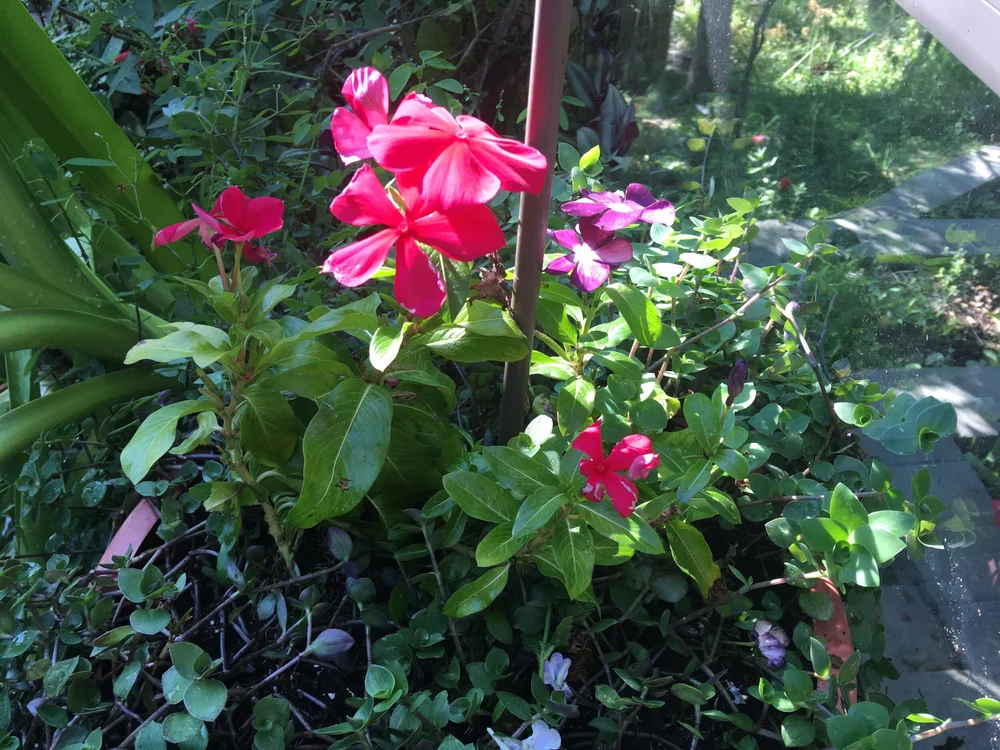Tall Vinca — Gardening Charlotte
