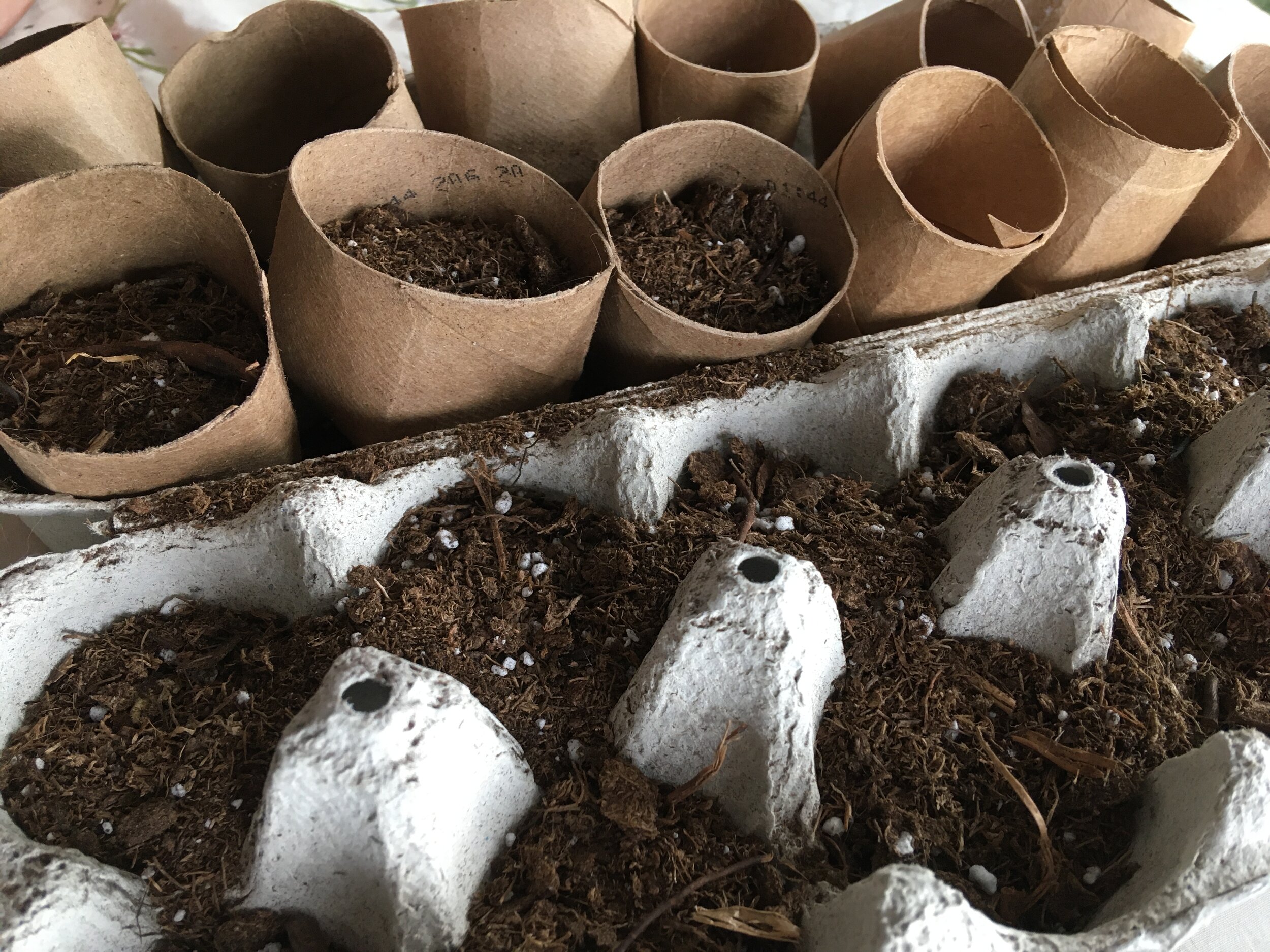 Seedlings growing in reused egg box, tin cans and toilet roll
