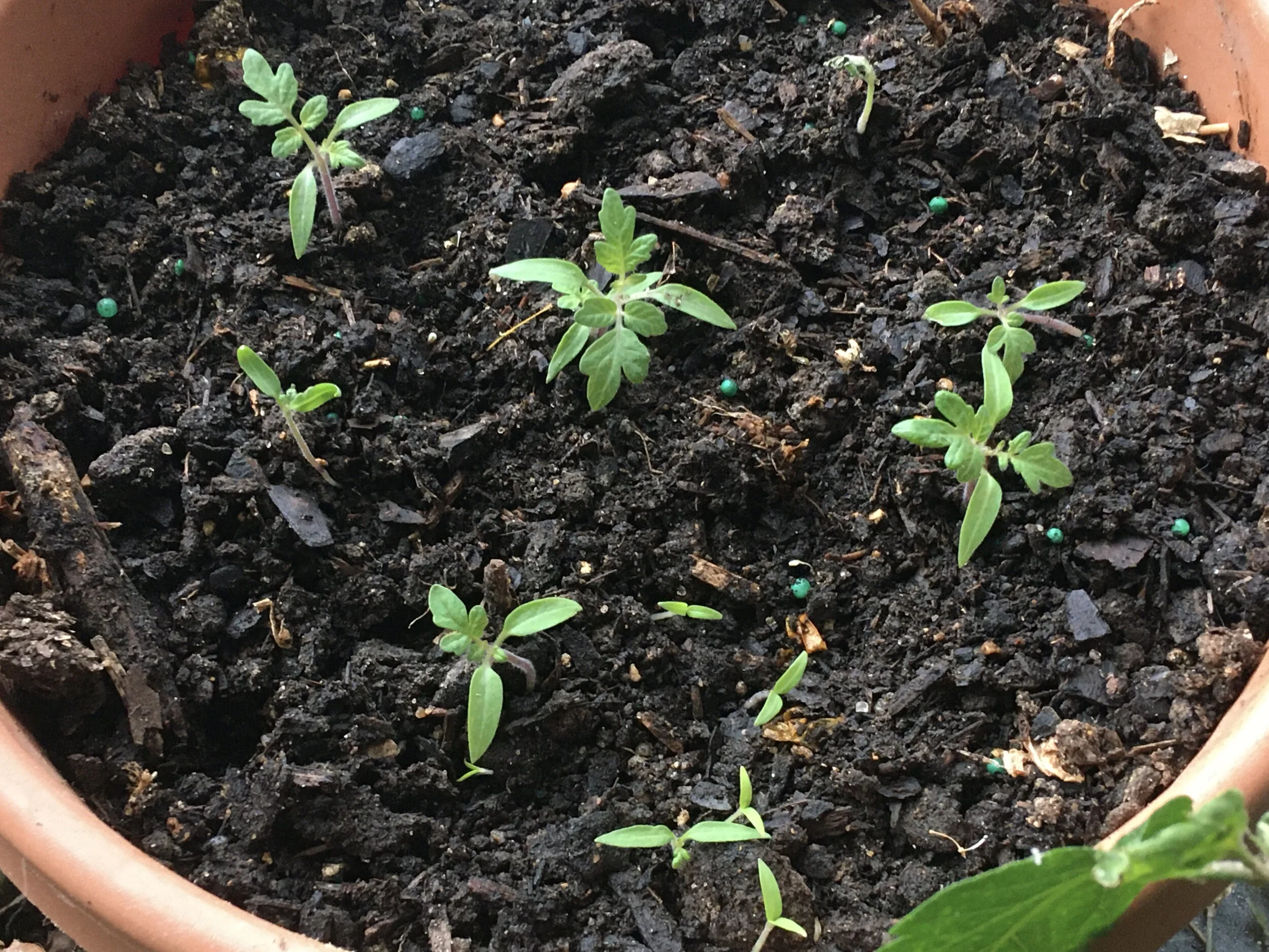 Planting Tomato Seeds Gardening Charlotte