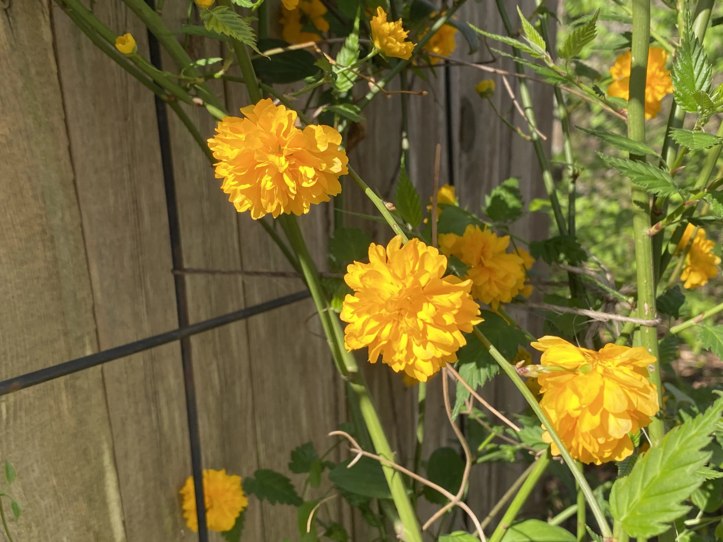 Japanese Rose — Gardening Charlotte