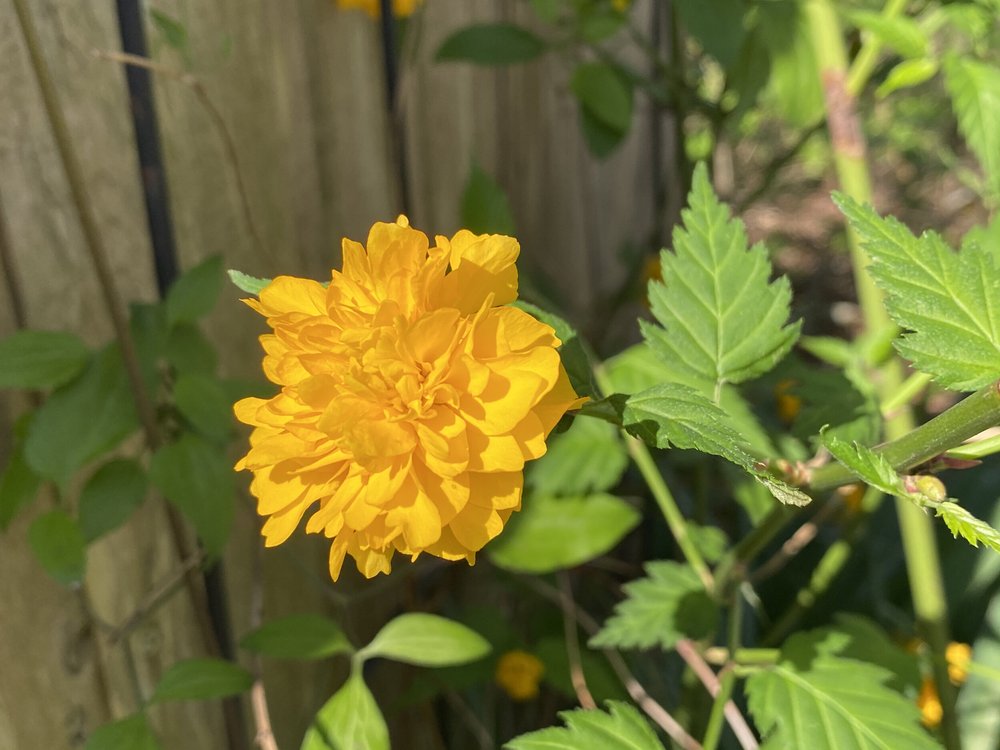 Japanese Rose — Gardening Charlotte