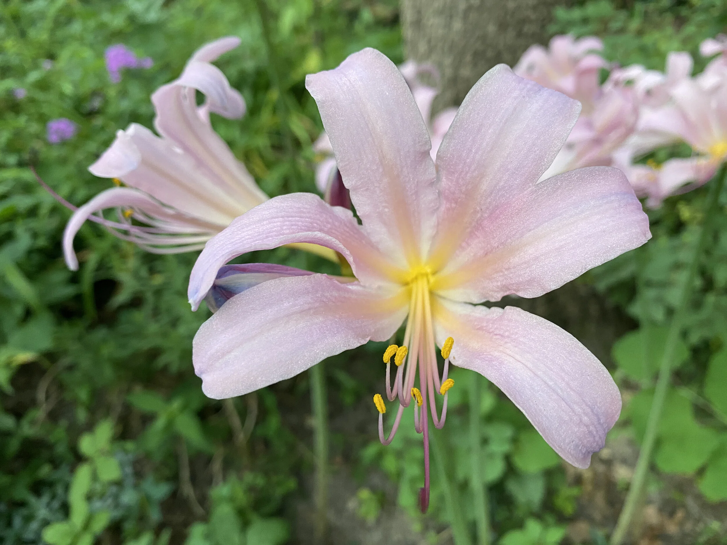 Surprise Lilies — Gardening Charlotte