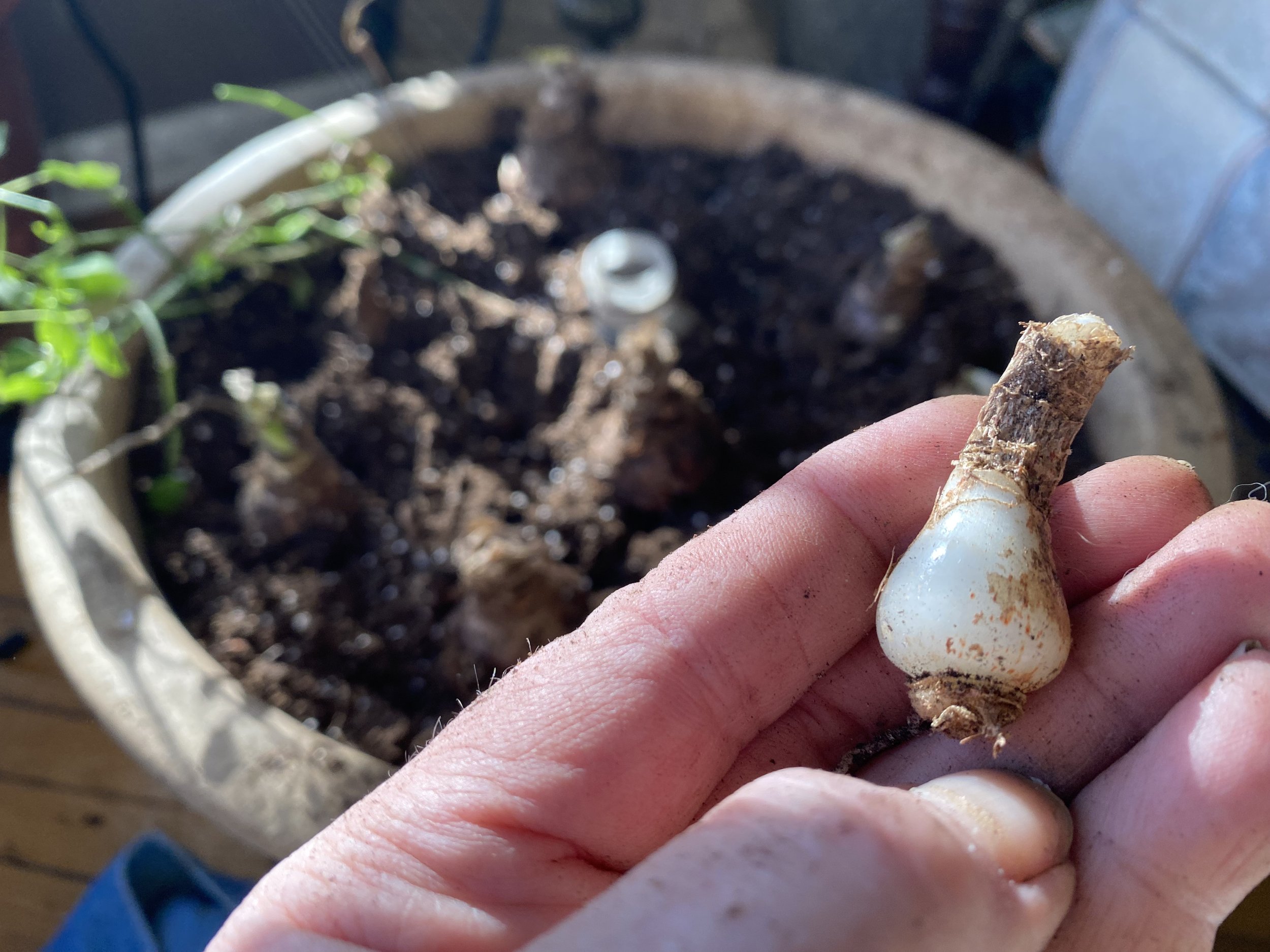 Air Pruning Pots - The Weird Planter That Every Gardener Needs To Try