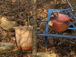 How to Build Cardinal Birdhouse: Easy Steps for Perfect Nesting