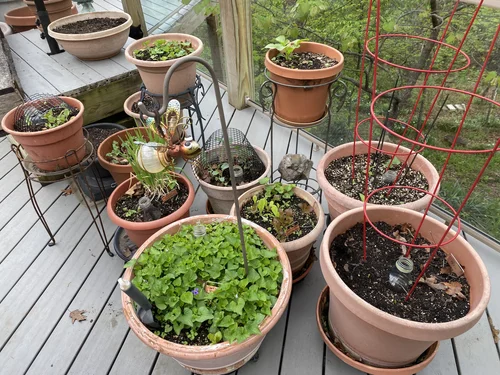 Homemade Rose Food  Gardening Charlotte