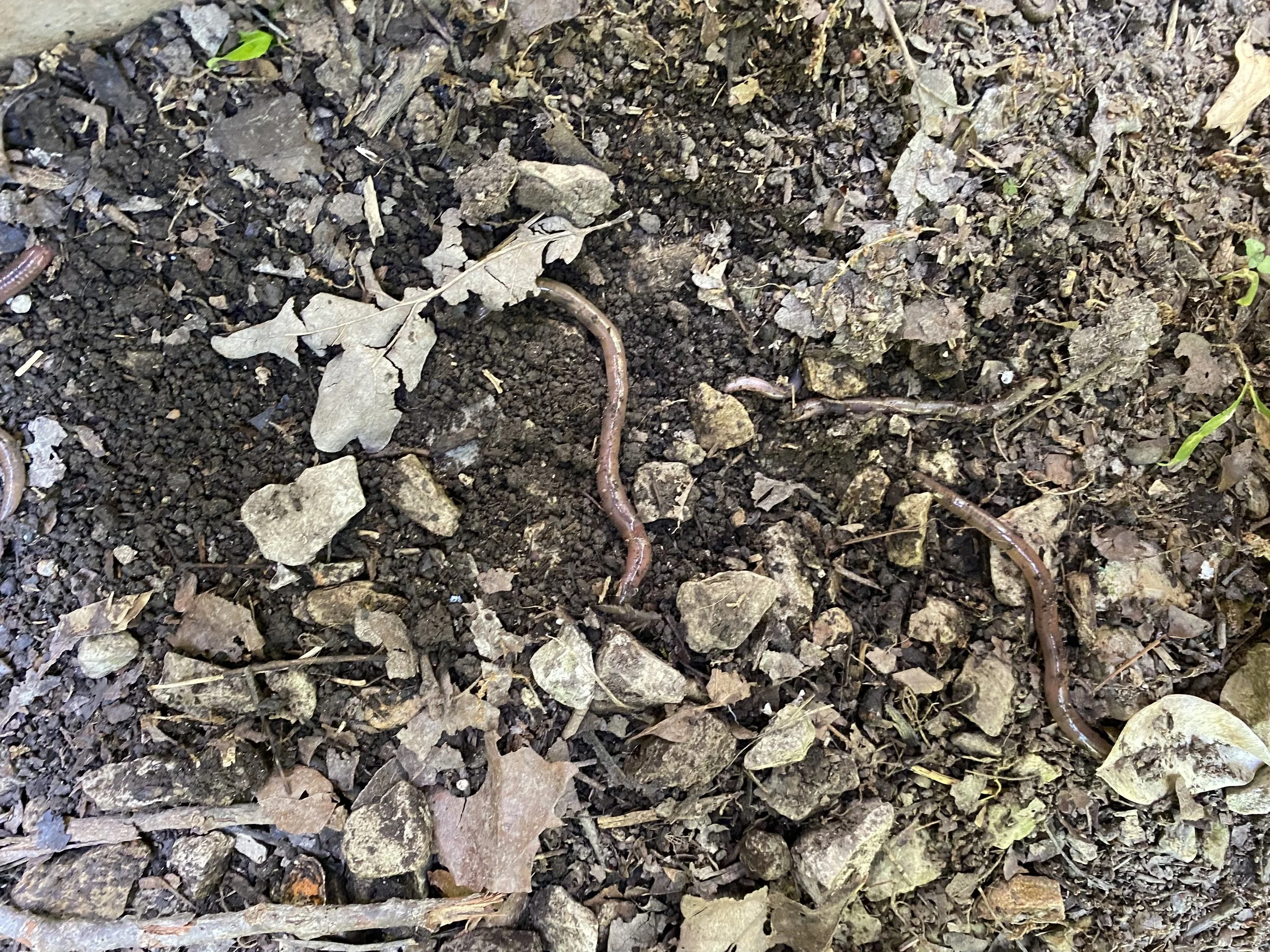 Invasive Jumping Worms — Gardening Charlotte