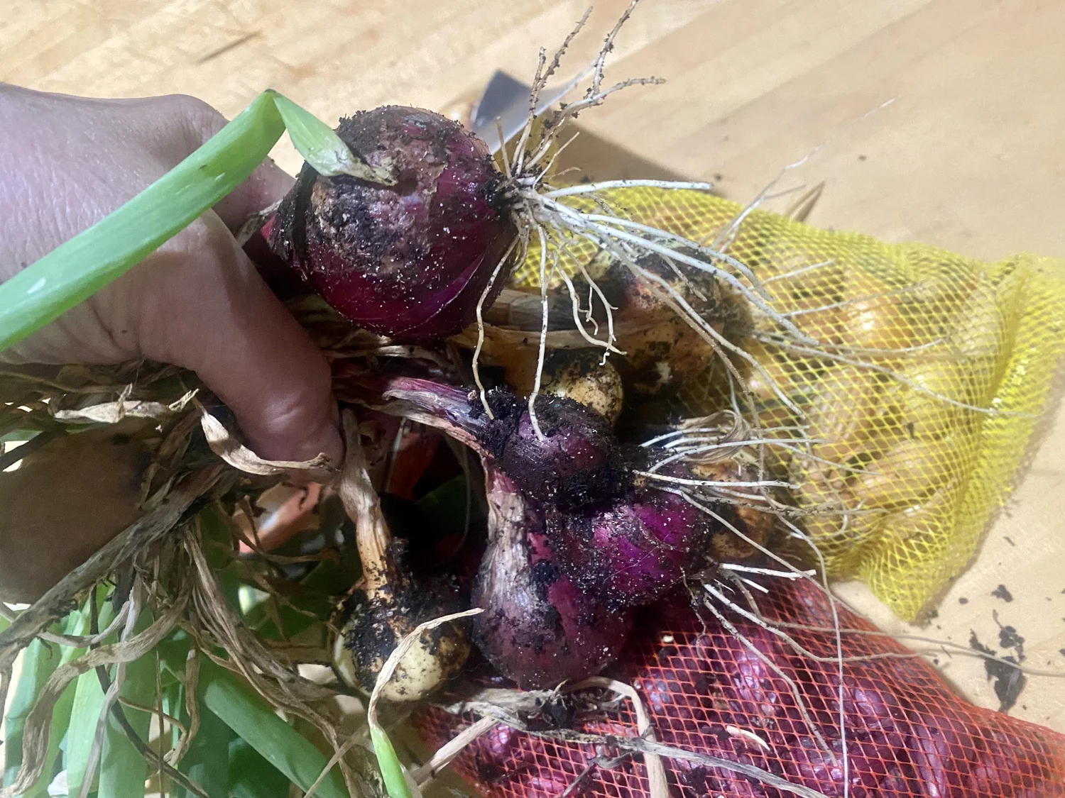 Planting Onions — Gardening Charlotte