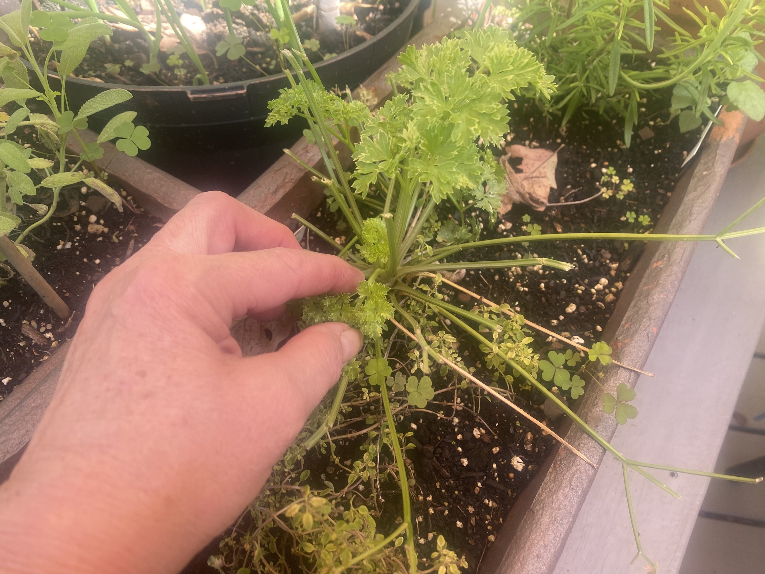 How To Ripen Or Dry Garden Vegetables With A DIY 2x4 Harvest Rack!