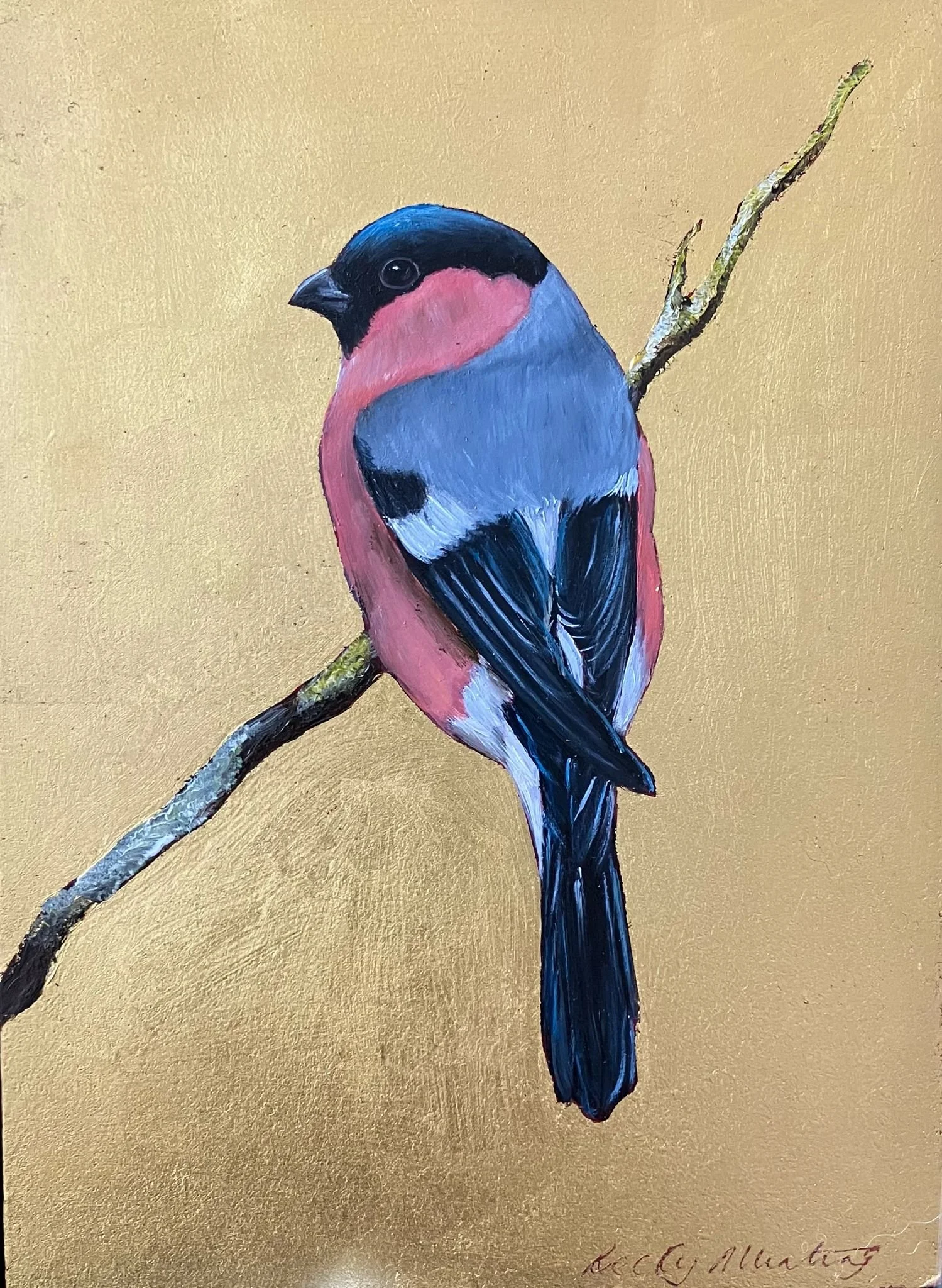 becky munting bull finch 18 x 13 cm black frame.JPG