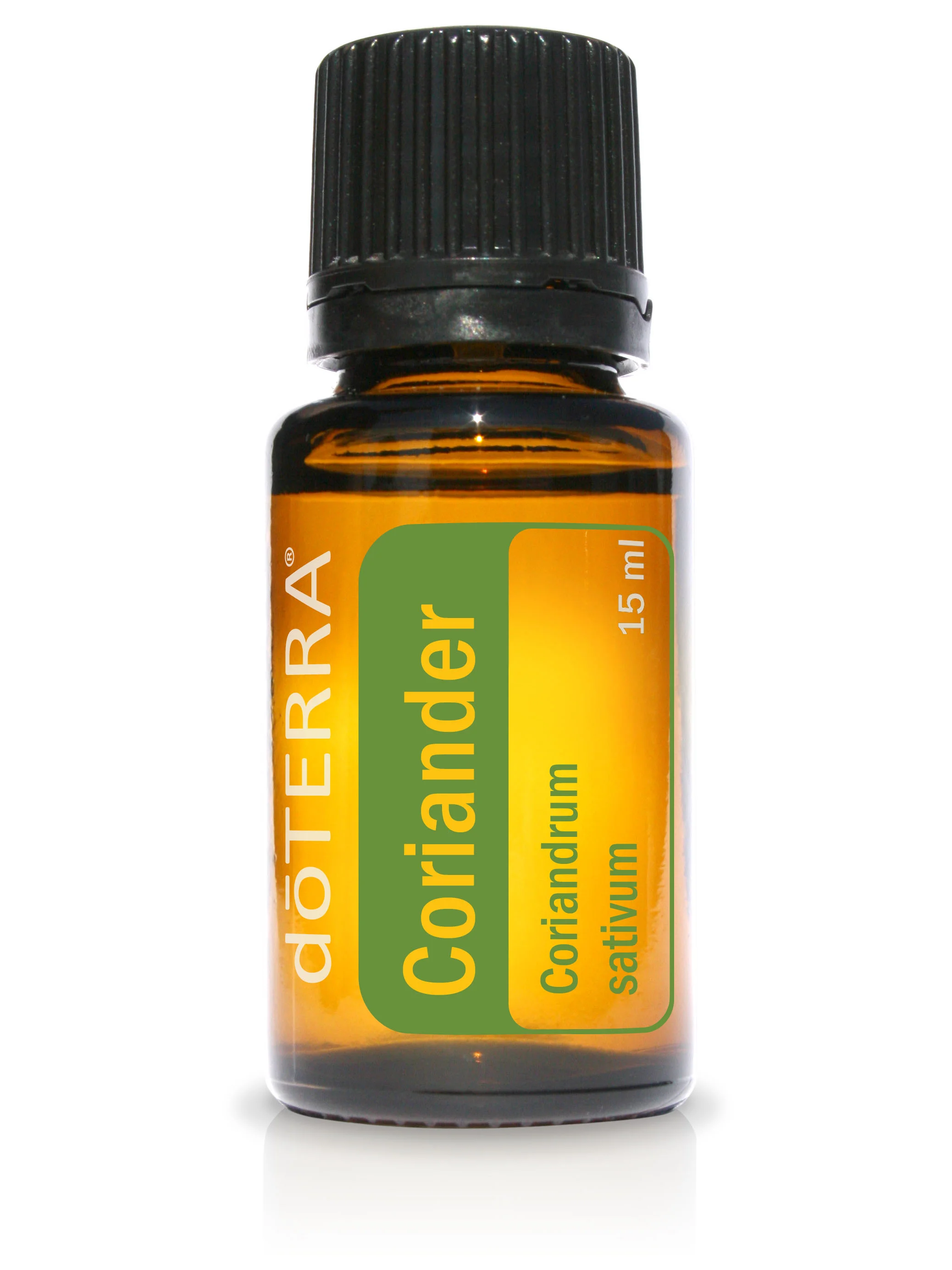 Coriander