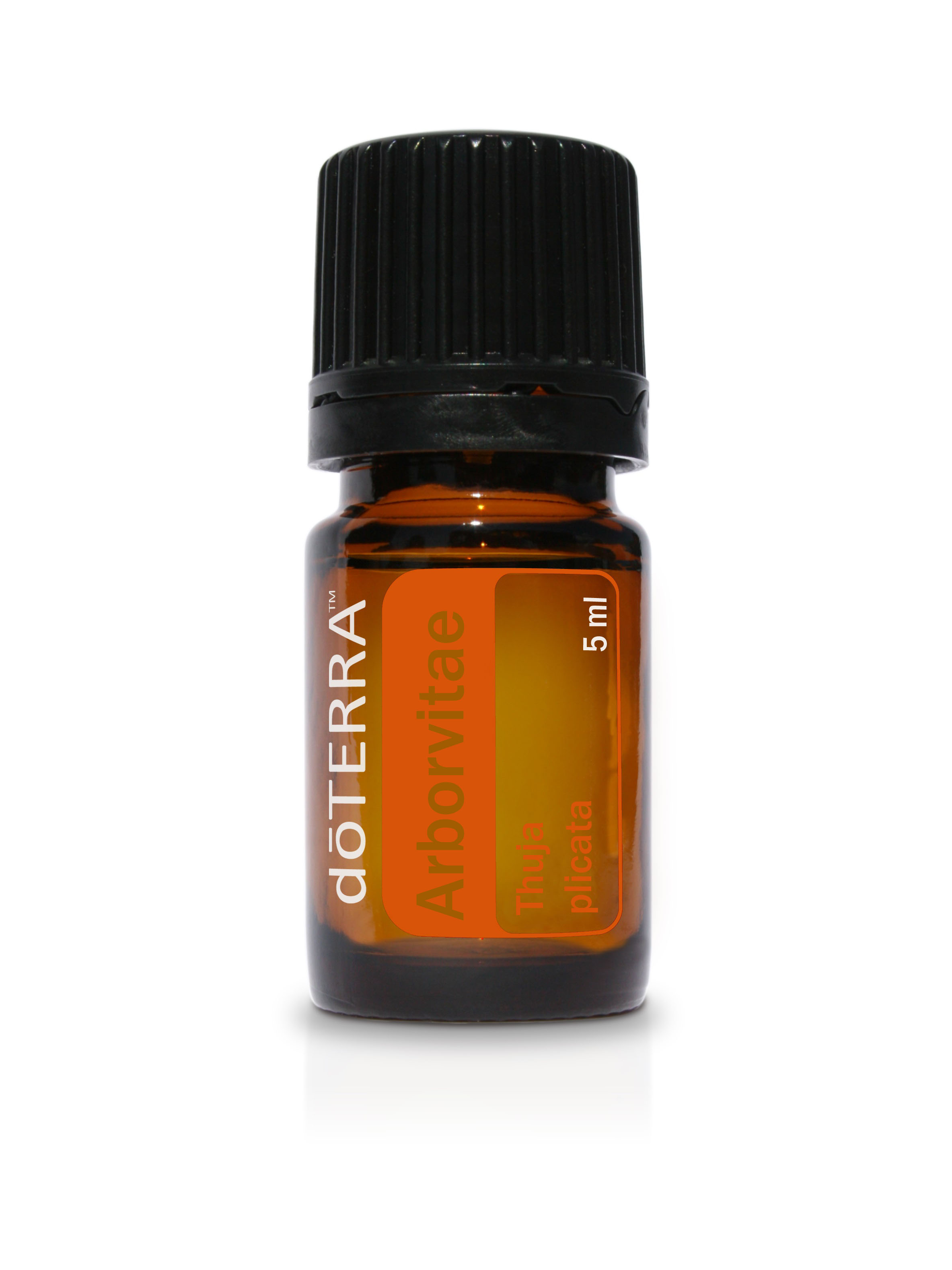 Arborvitae