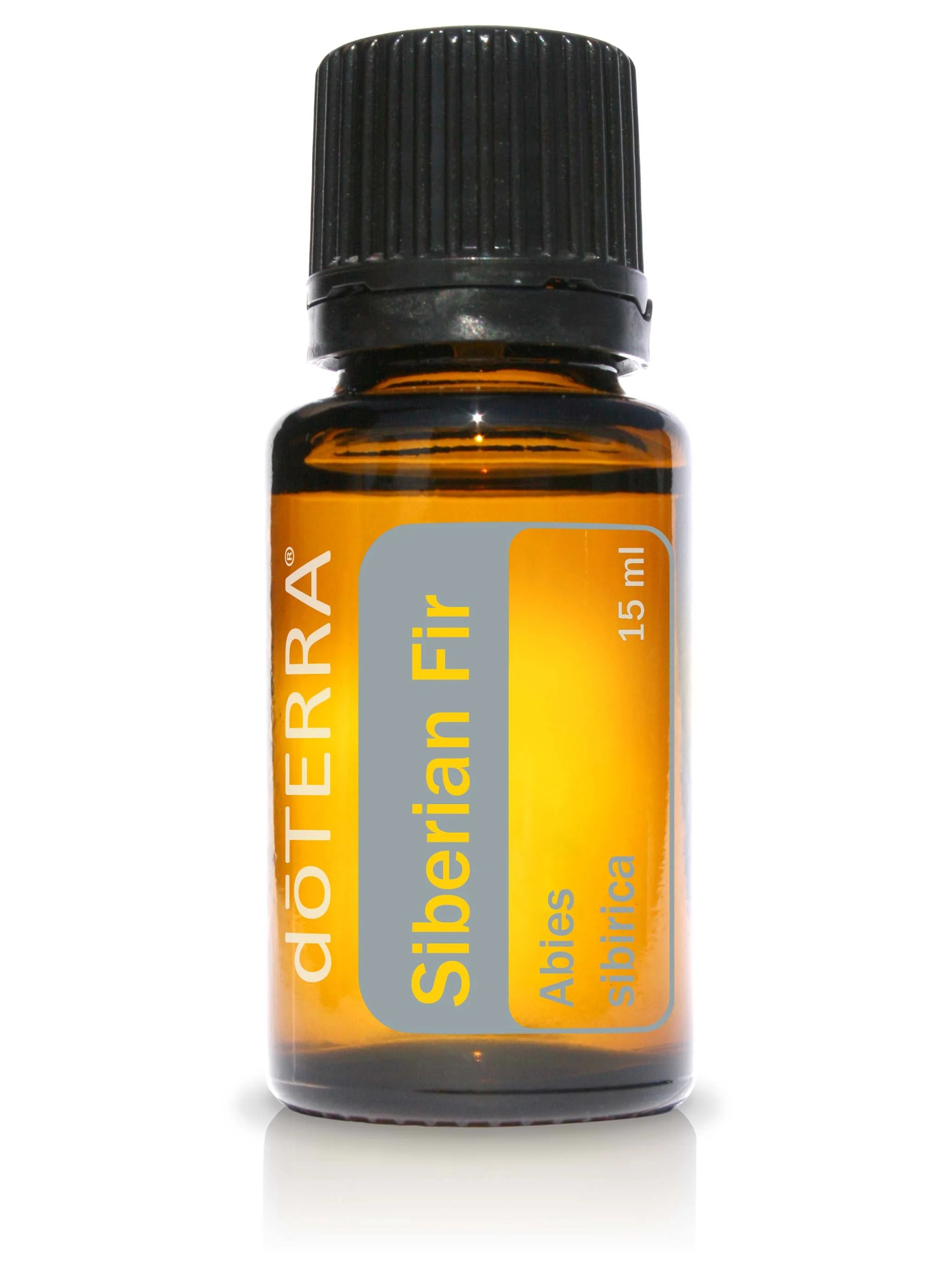 Siberian Fir