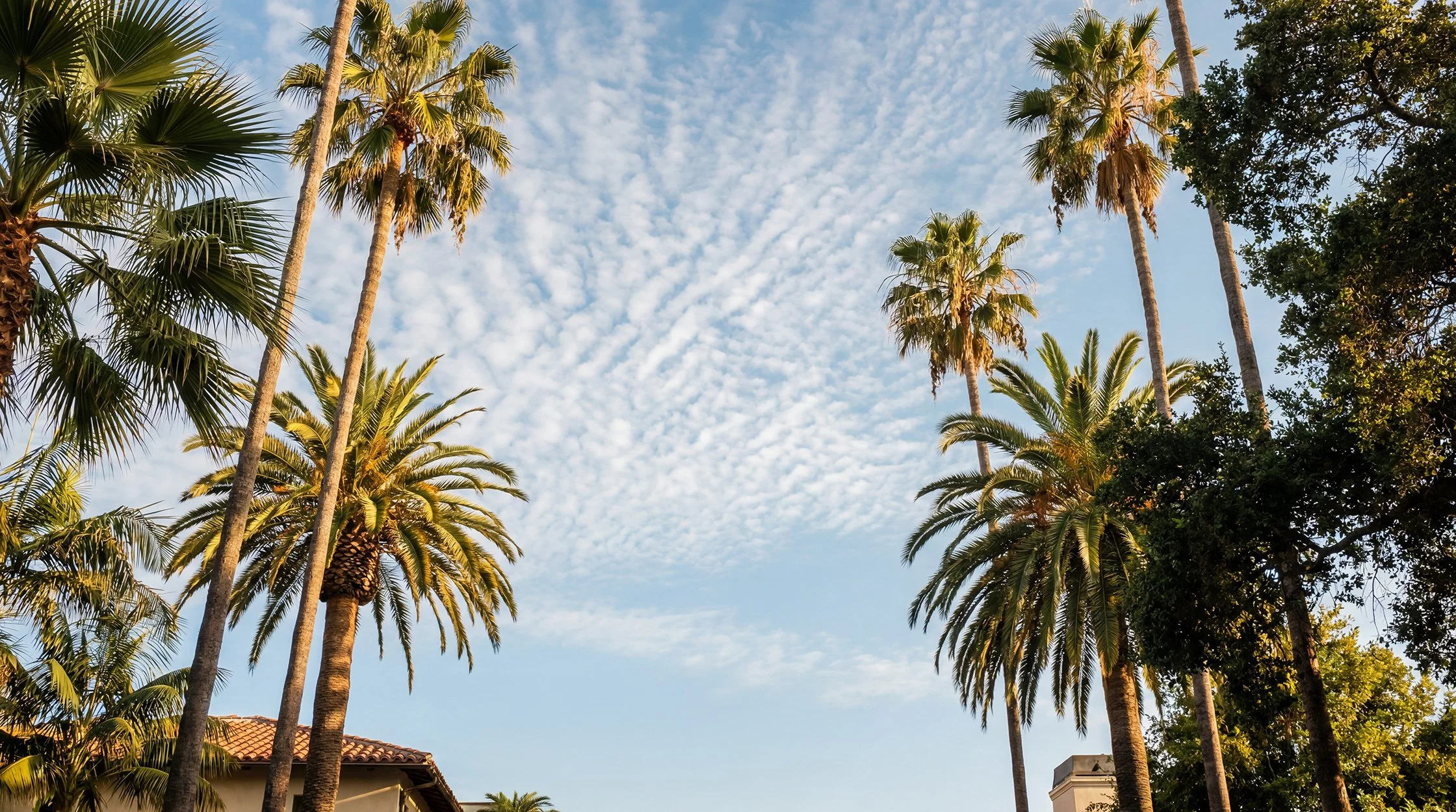 Los Angeles tall palm trees with green fronds and a partly cloudy sky in the background.