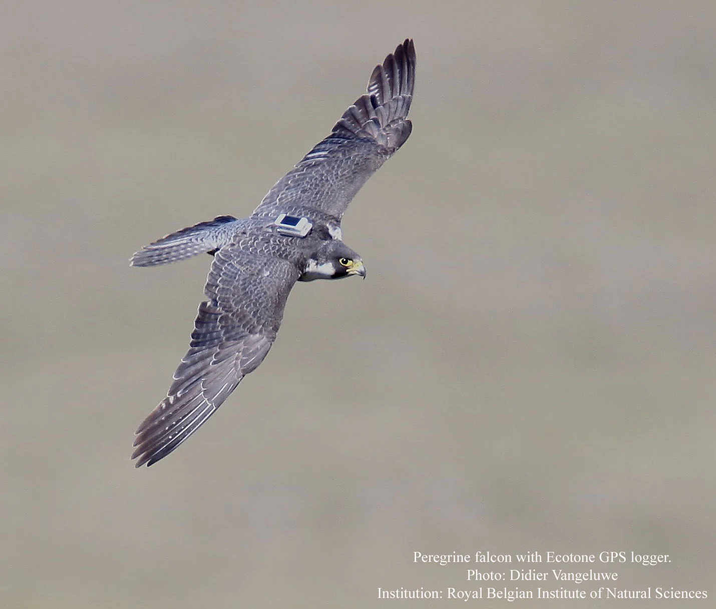 Peregrine_falcon_with_Ecotone_GPS_loggers_www_2016.jpg