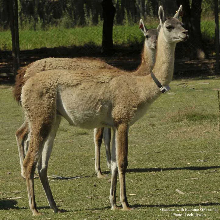 Guanaco_with_Ecotone_GPS_collar_www_2016.jpg