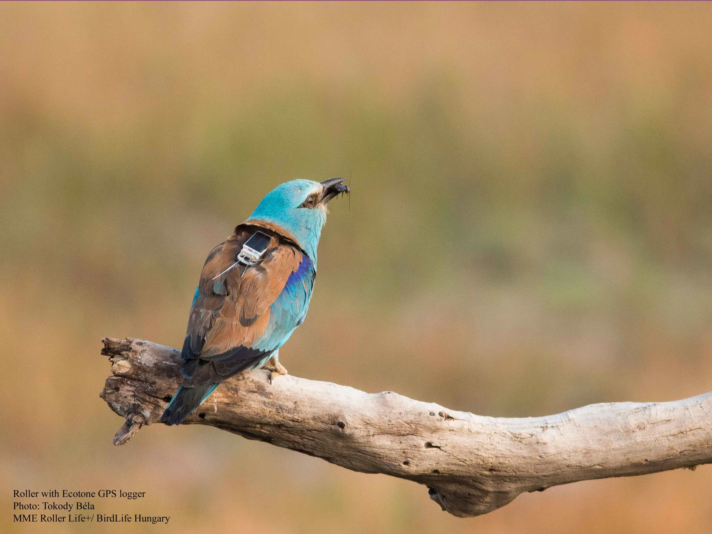 Roller_WWW_with_Ecotone_GPS_01_podpisane.jpg