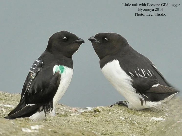 Little_auk_with_GPS_logger_www_2016_02.jpg