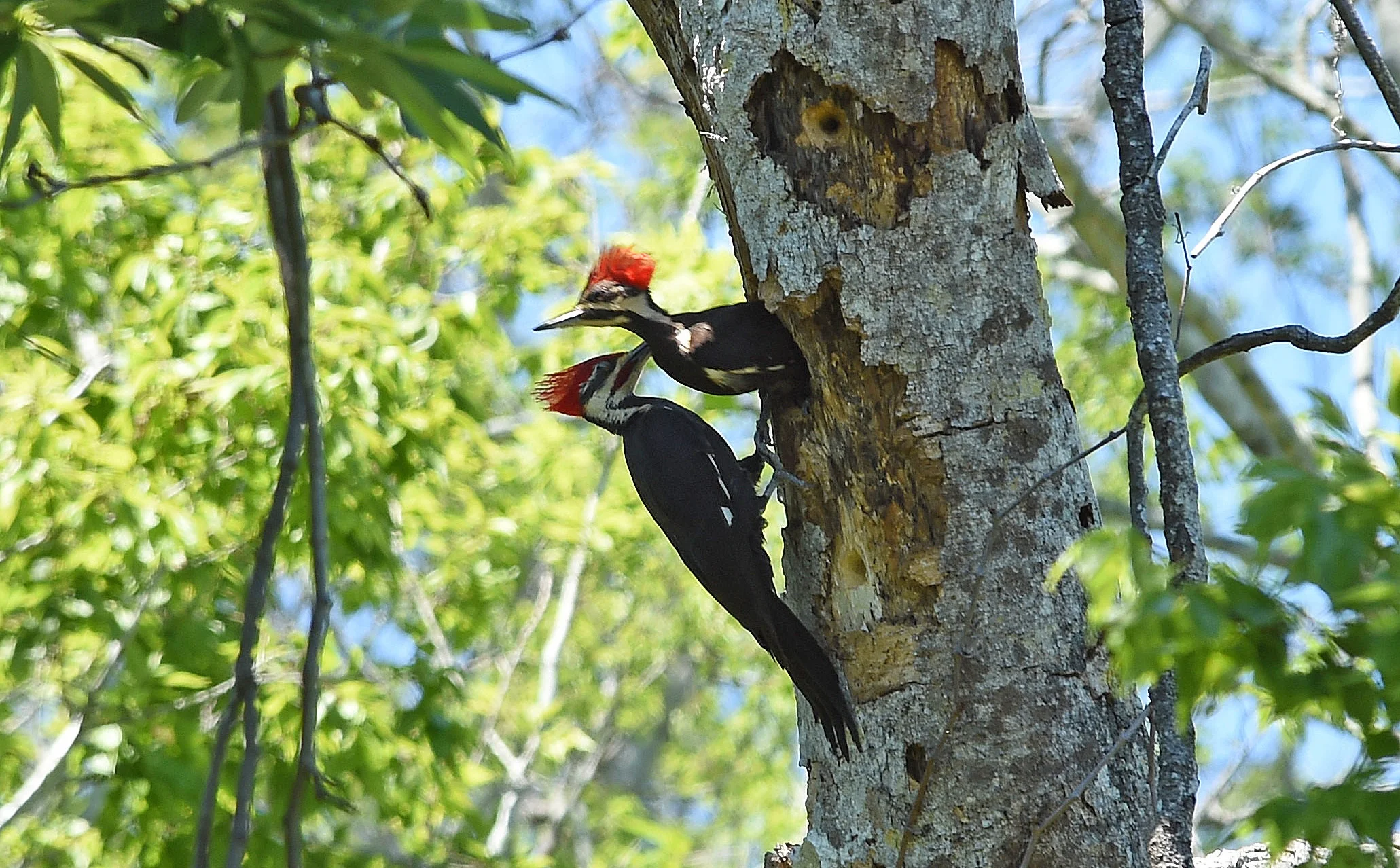 pileated-feeding-3.jpg