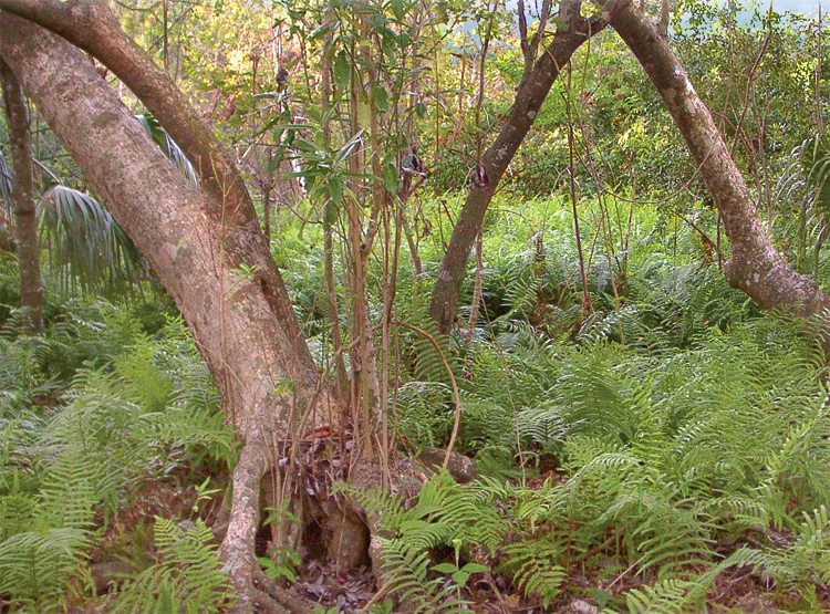 ferns-1.jpg