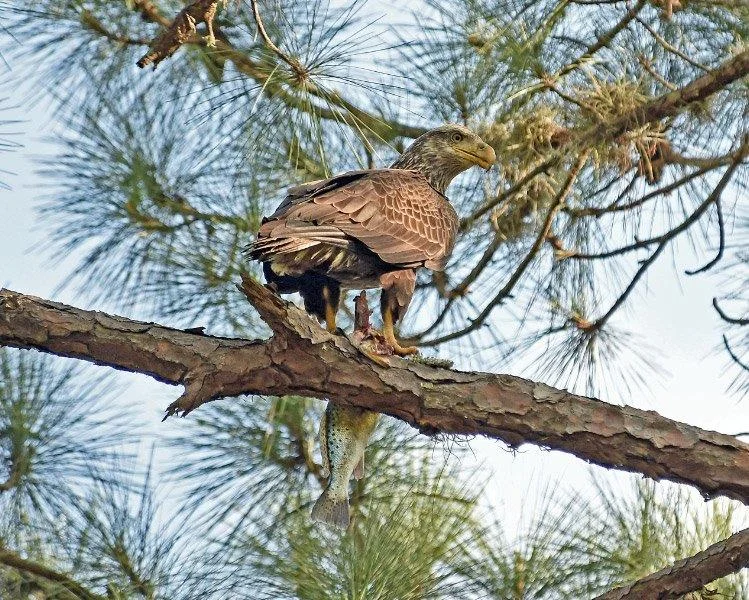 Feb-16-2015_3074-eagle.jpg