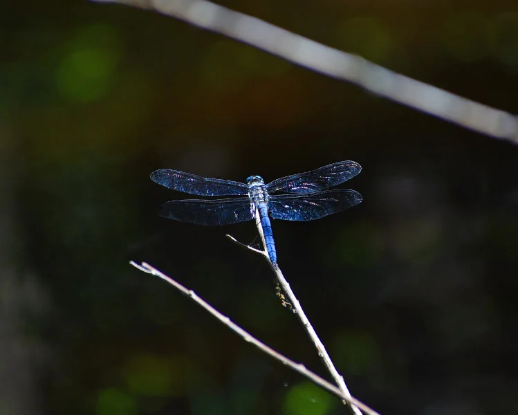 Apr 04 2015_2406 new.jpg