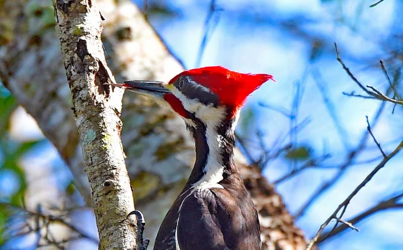 Close up shows delicate toungue that catches lunch! Photo: Don Solari