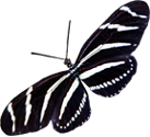 Zebra-Butterfly-2.png
