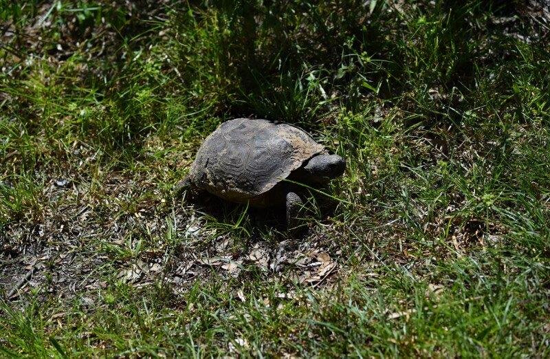 Several gopher tortoises were spotted this year.