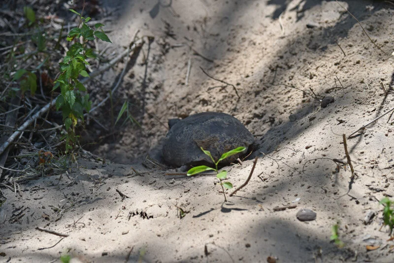 A tortoise near home.