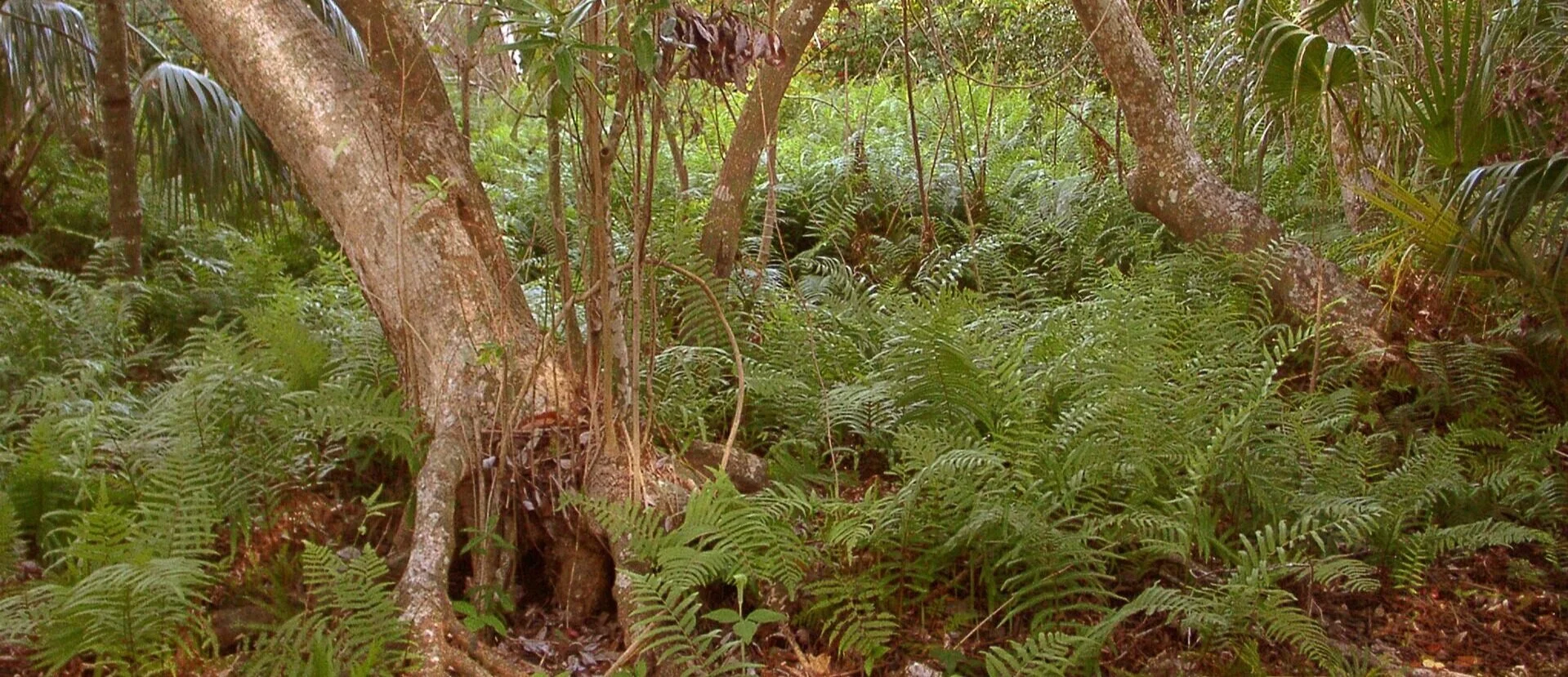 Ferns_L.jpg