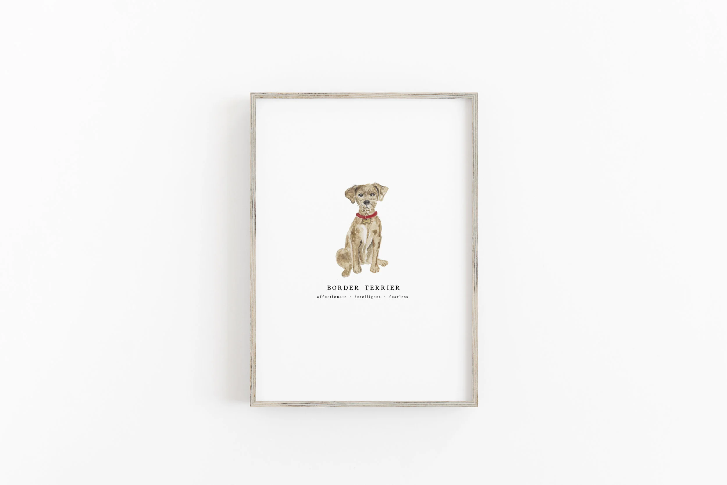Border Terrier mock.jpg