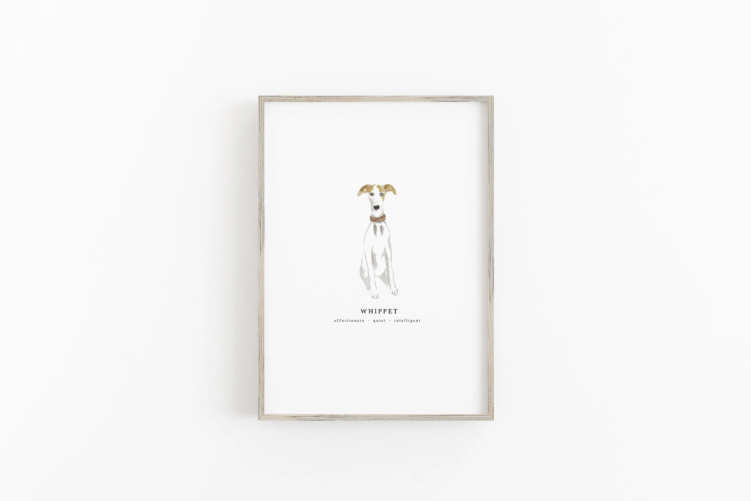 Whippet.jpg