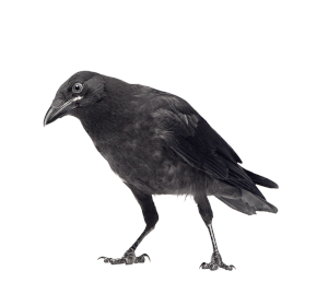 DRESS- CROW DRESS- CROW