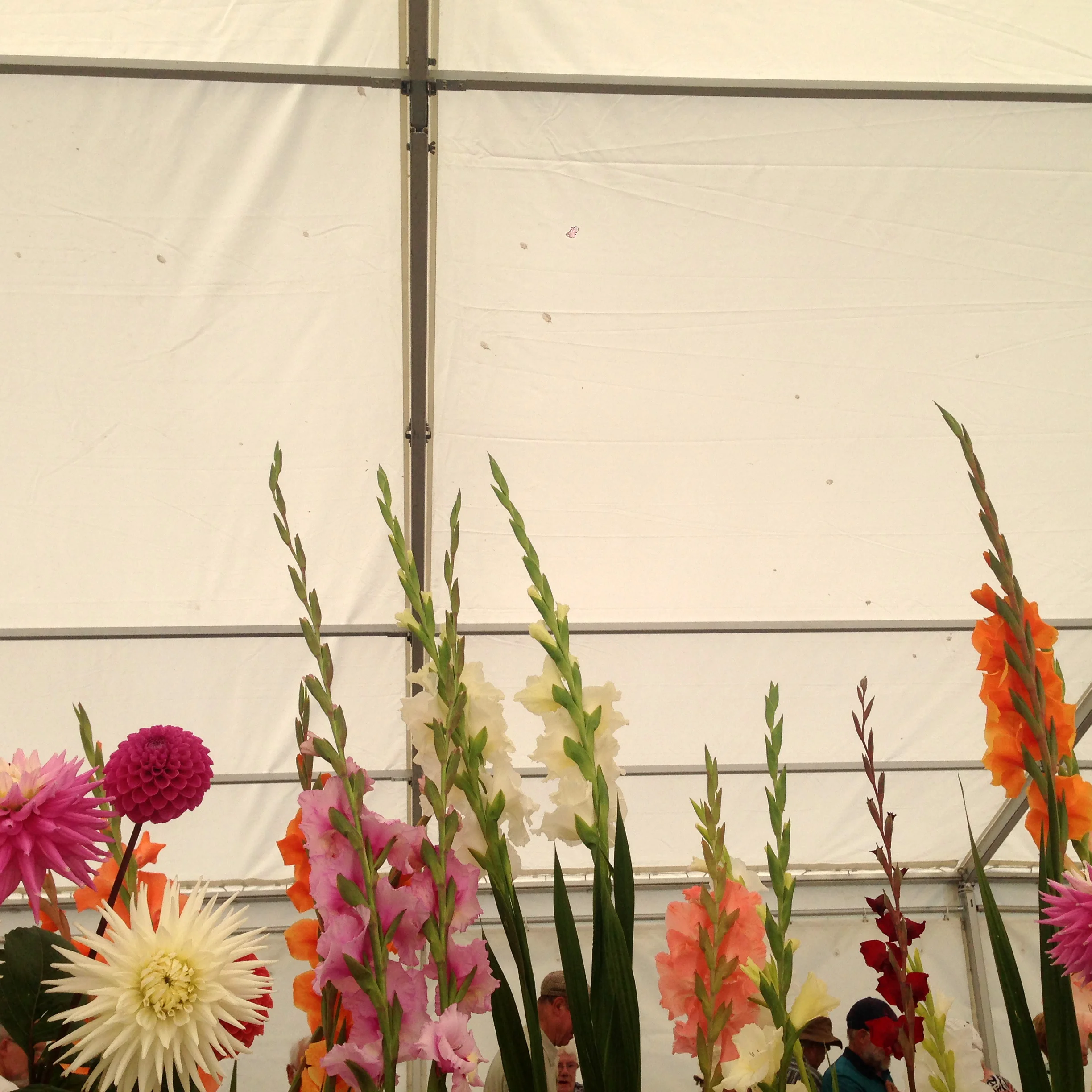 DRESS label INTO COLOUR SS16 gallery: First Prize Gladioli, Dahlia & Chrysantheum