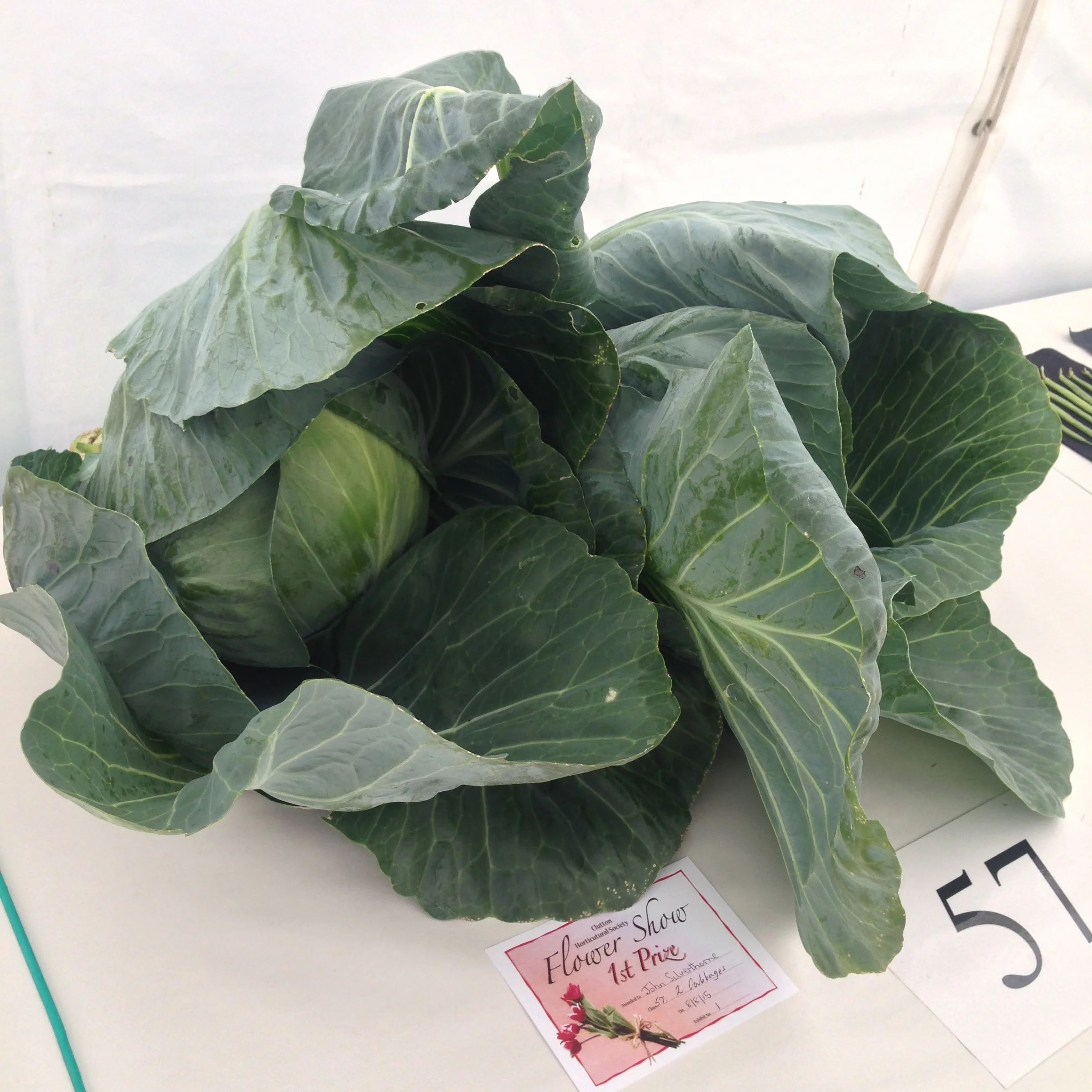 DRESS label INTO COLOUR SS16 gallery: First Prize Cabbage, Clutton Flower Show