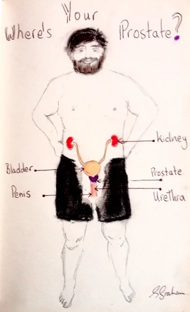 The prostate is the small circular mass just below the bladder. I have drawn it in the colour purple.